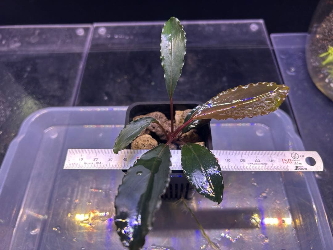 ブセ sp.Deep Purple from Kapuas【AZ1011-XX】