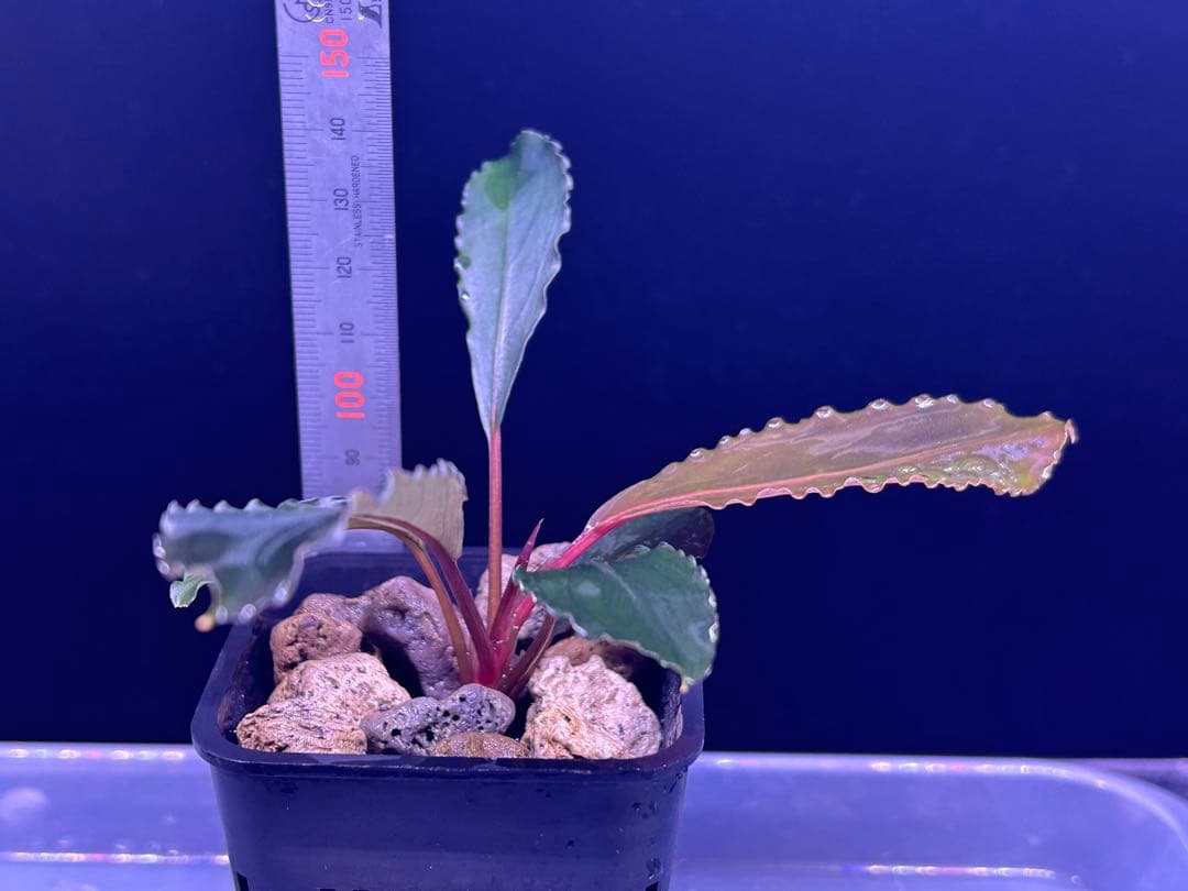 ブセ sp.Deep Purple from Kapuas【AZ1011-XX】