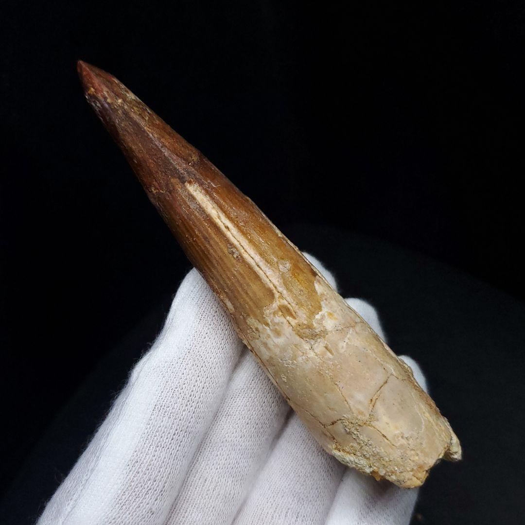 美品 スピノサウルス 本物 モロッコ産 96.73mm  sp433