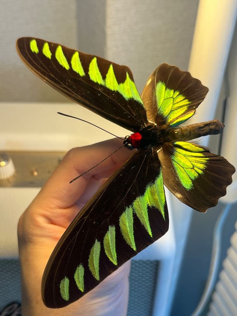 【極美個体】 アカエリトリバネアゲハ 外国産蝶標本 標本 蝶 メガネトリバネ