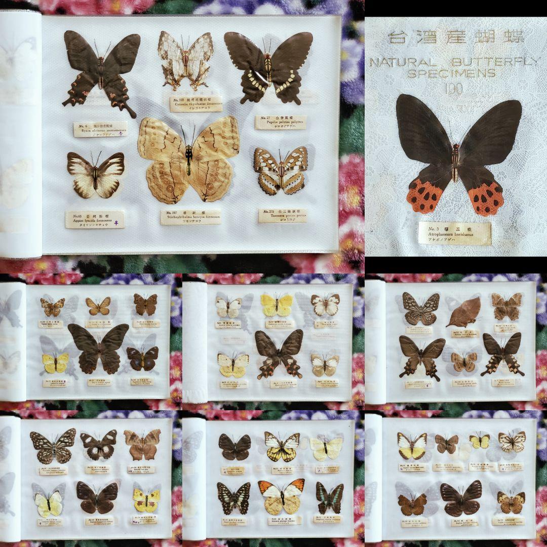 【1960年代当時物】☆蝶類標本☆『台湾産蝴蝶1/2』☆本物の蝶を100頭収録☆