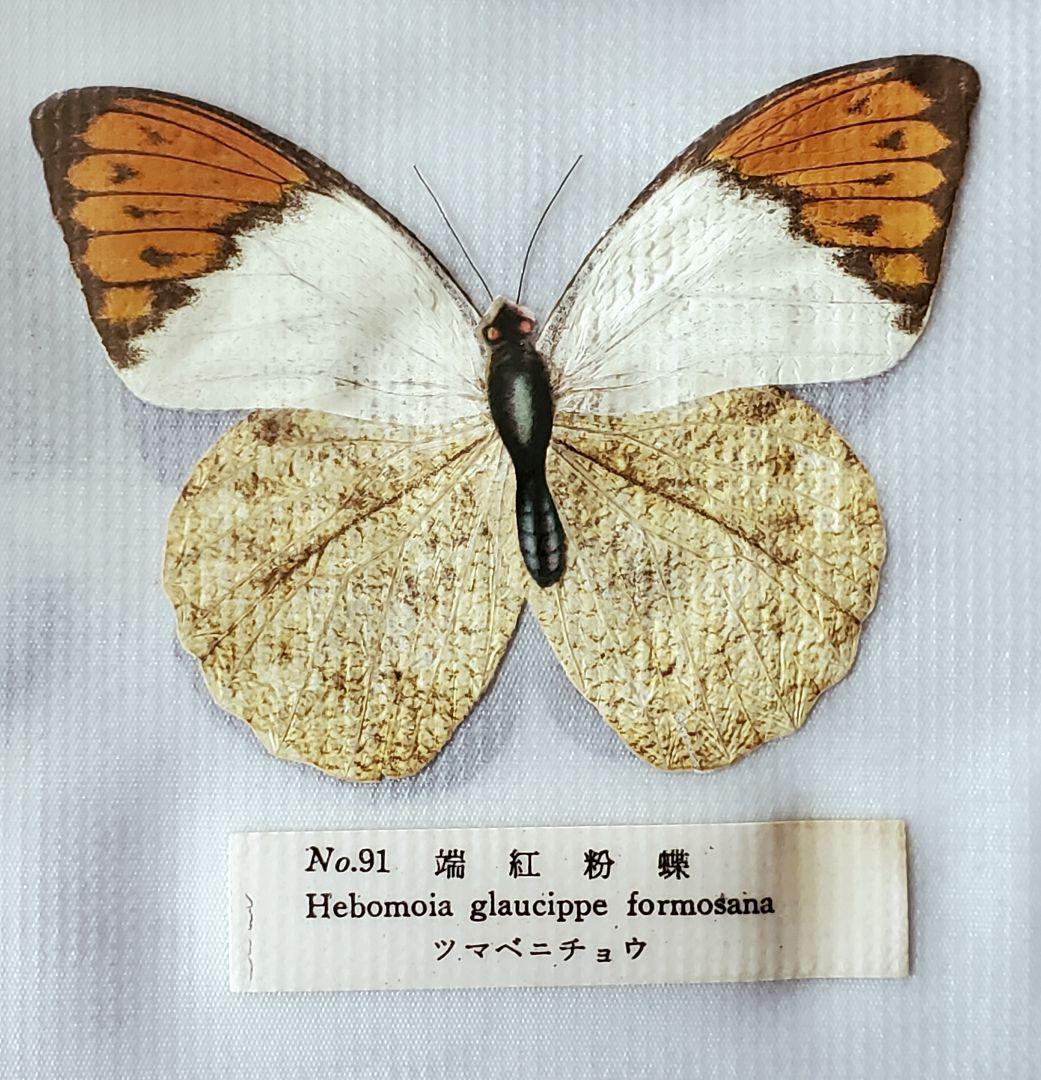 【1960年代当時物】☆蝶類標本☆『台湾産蝴蝶1/2』☆本物の蝶を100頭収録☆