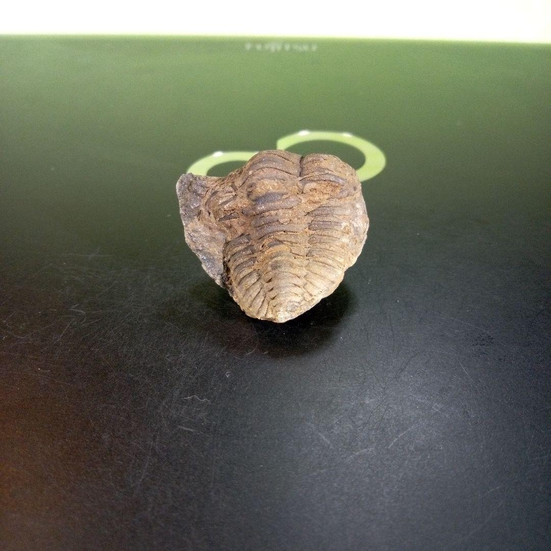 三葉虫　化石　ボリビア産　南アメリカ　trilobite　Bolivia三葉虫②