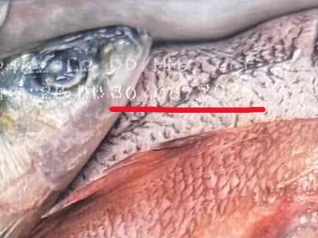 Orijen Six Fish ドッグフード 6kg 2袋