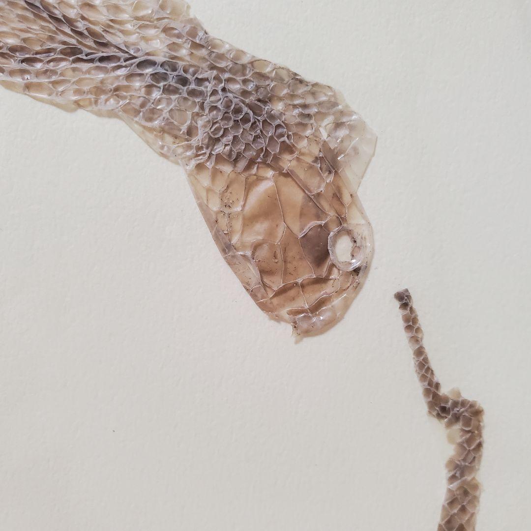 縁起物！額入り∞蛇のぬけがら　金運　幸運　シマヘビ　爬虫類