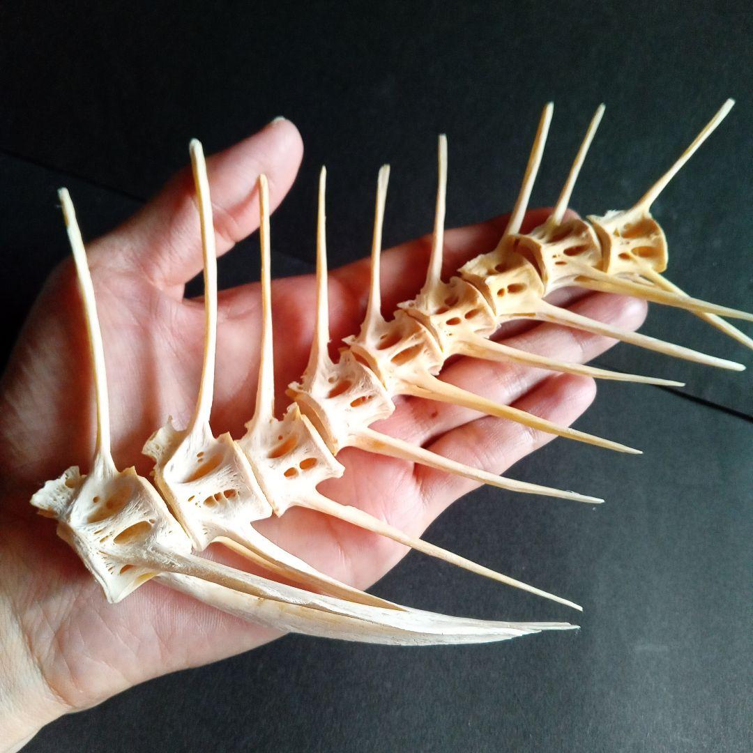 骨格　標本　魚類　ナポレオンフィッシュ　脊椎骨