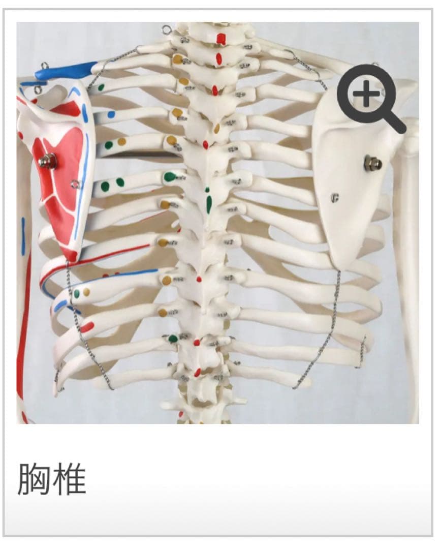 小型全身骨格模型 ショーティー・1/2縮尺型全身骨格モデル　筋・起始停止色表示