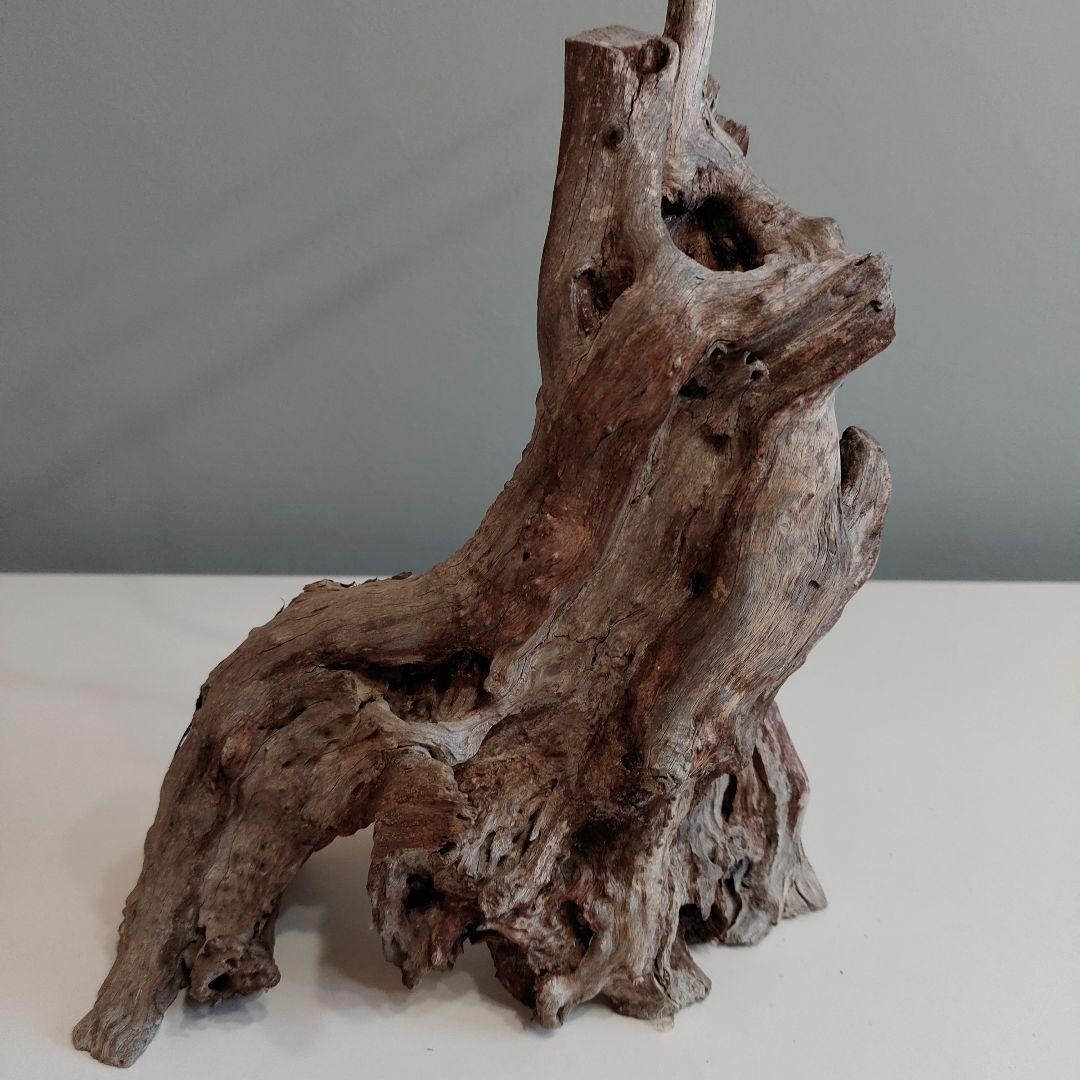 ホーンウッド アクアリウム 爬虫類 登り木 流木 w22×d12×h27