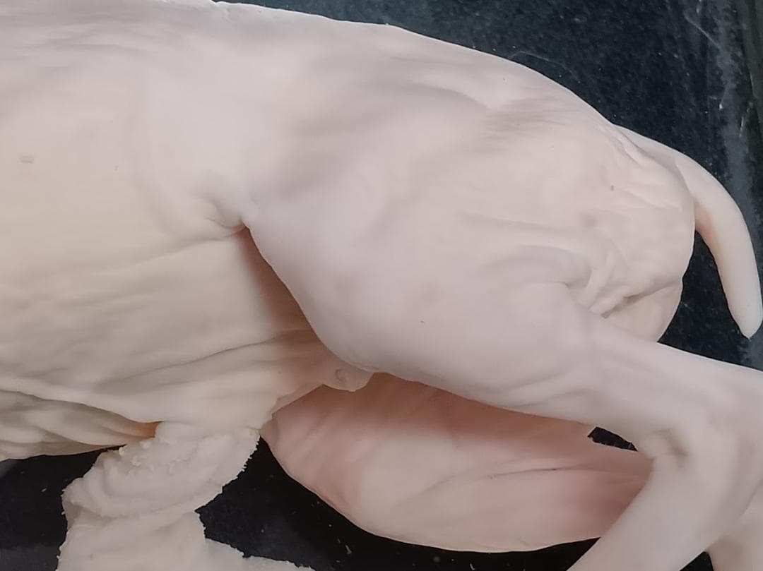 【学術標本】種名ニホンジカ　胎児（♂）　エタノール浸漬標本　頭胴長約１２０ｍｍ