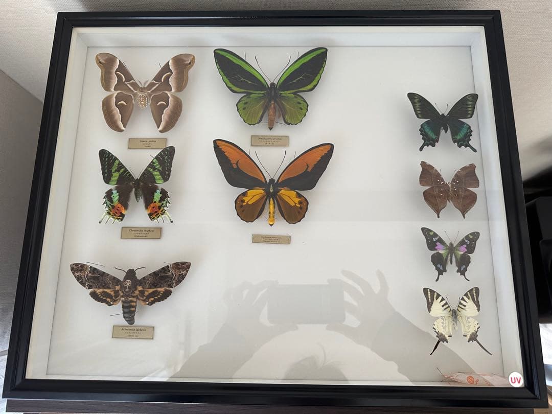 【にこベー★】標本箱ドイツ箱 黒色 UV加工6箱 蝶と蛾の標本