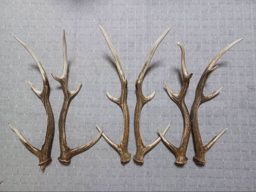 エゾ鹿の角 8対16本