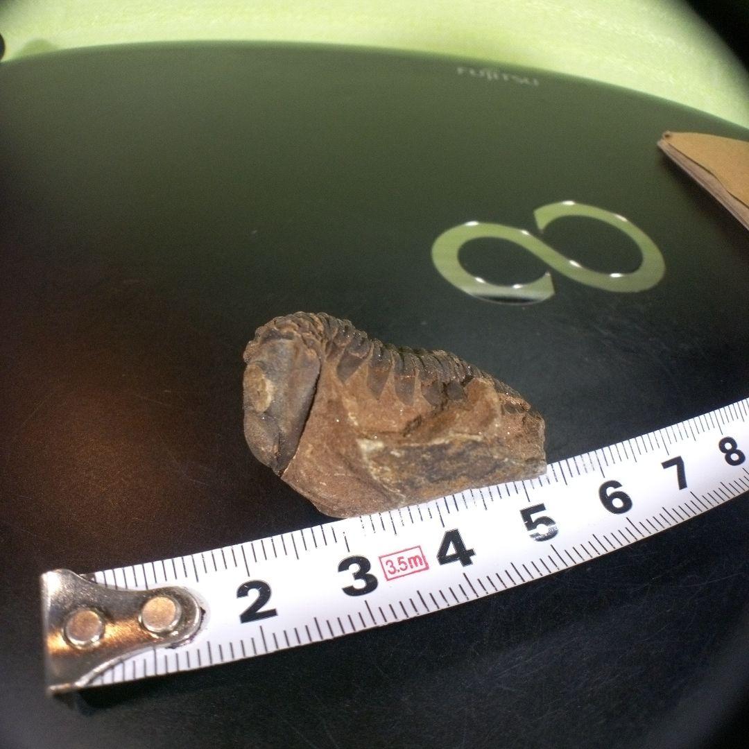 三葉虫　化石　ボリビア産　南アメリカ　trilobite　Bolivia三葉虫①