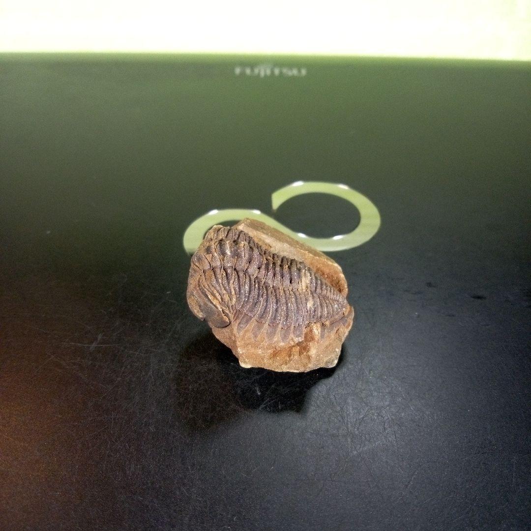 三葉虫　化石　ボリビア産　南アメリカ　trilobite　Bolivia三葉虫①