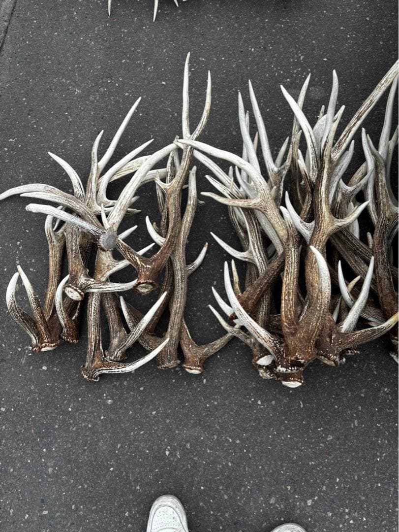 鹿の角 犬用噛むおもちゃ 複数