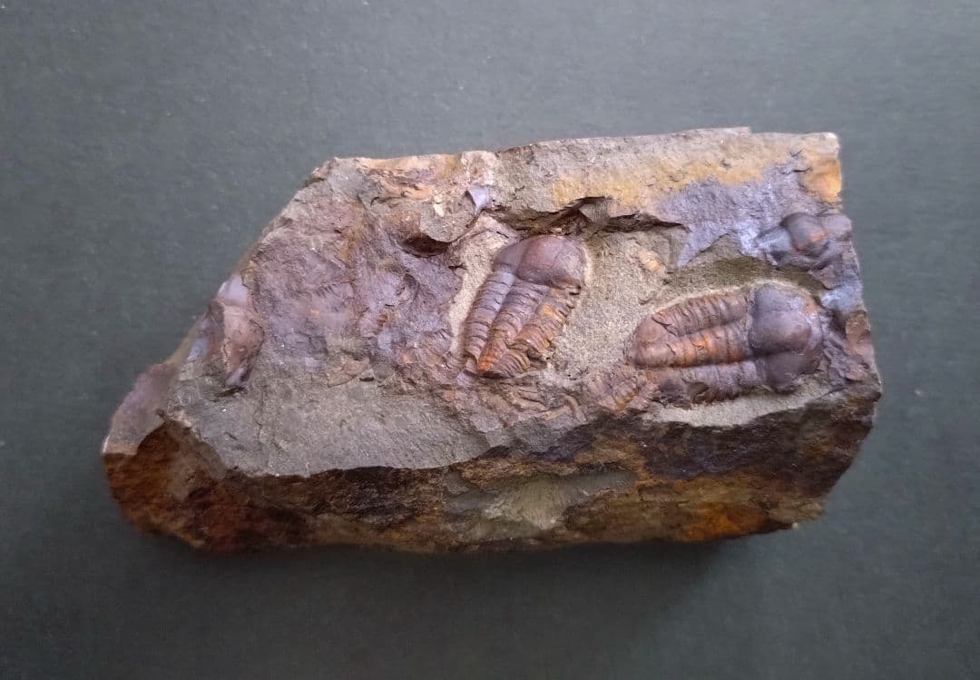 【カンブリア紀】チェツェ産珍しい三葉虫 エリプソセファルス・ホッフィの化石