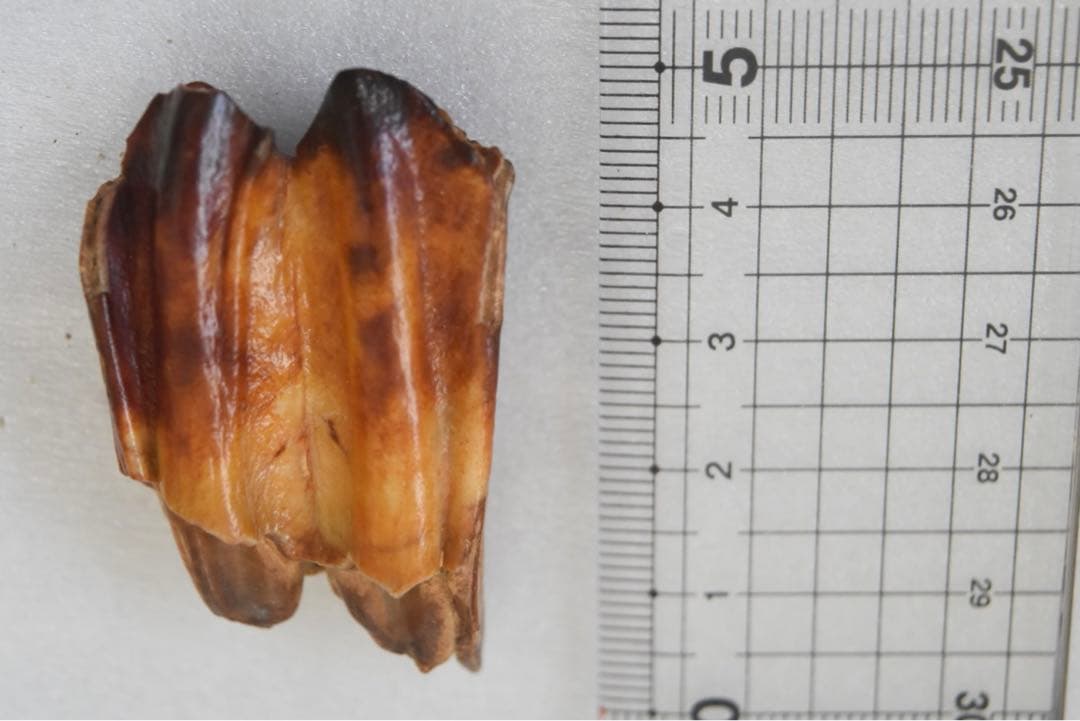 沖縄産　哺乳類の歯化石