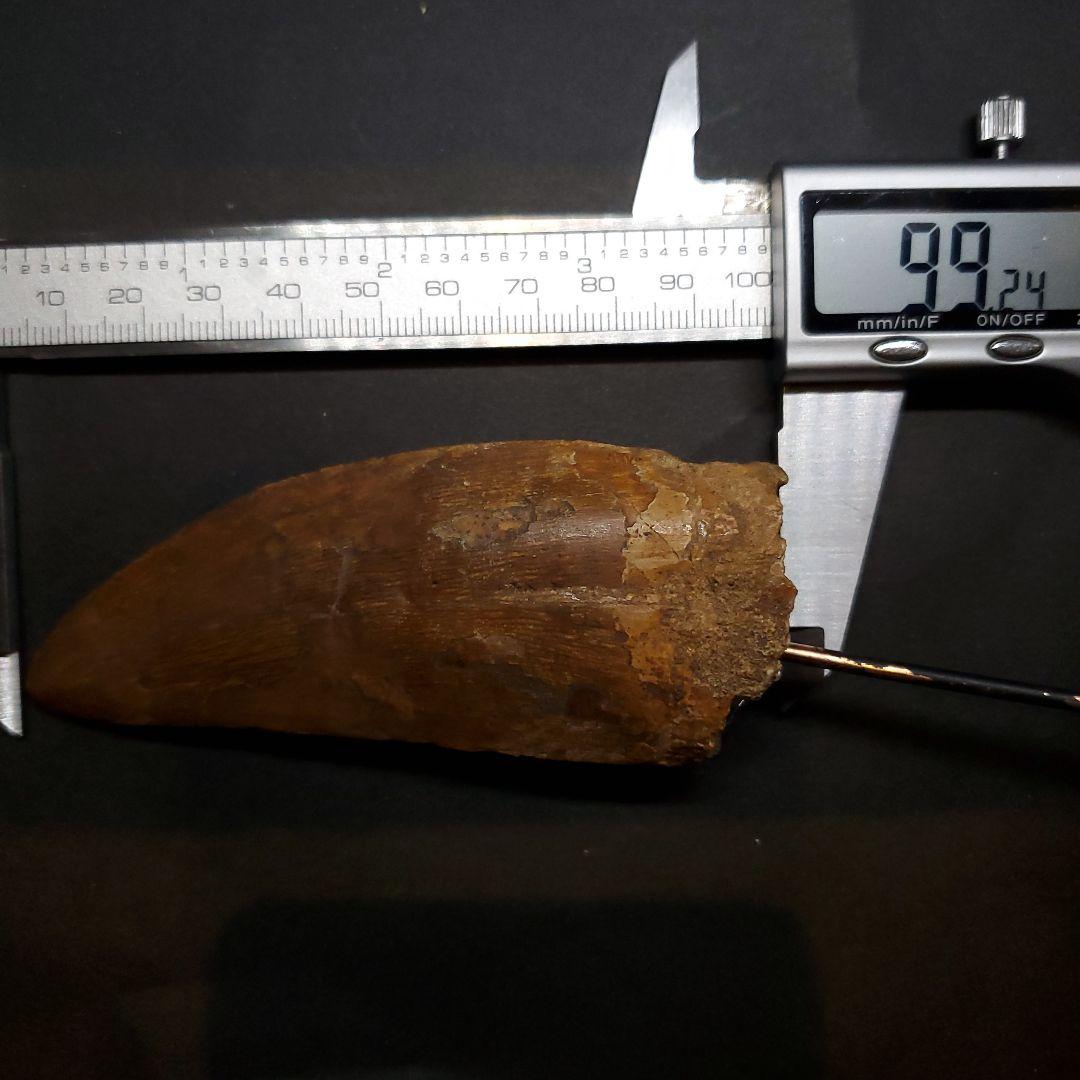 カルカロドントサウルス 歯 化石 本物 モロッコ産 99.24mm fr92