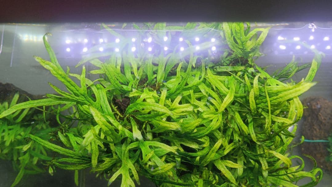 ミクロソリウム　サラワクカピットウエスト　流木1本