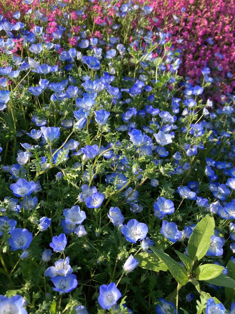 シーリングライト・天井照明 apricot