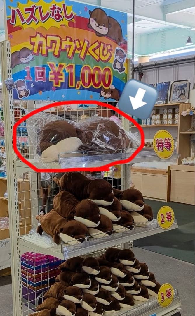 レア　水族館　カワウソ 90cm 特等　ハッピーマリン