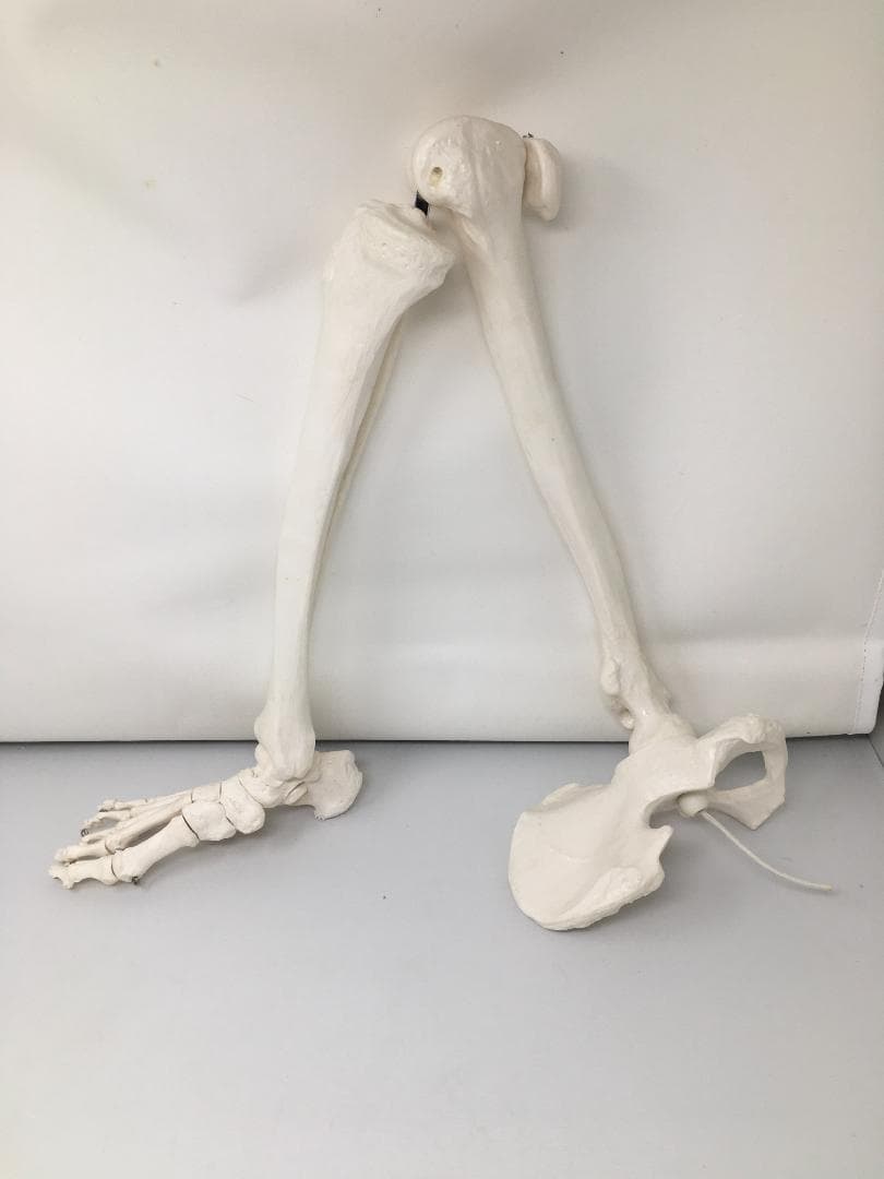 実物大 人体骨格模型　右下肢骨モデル
