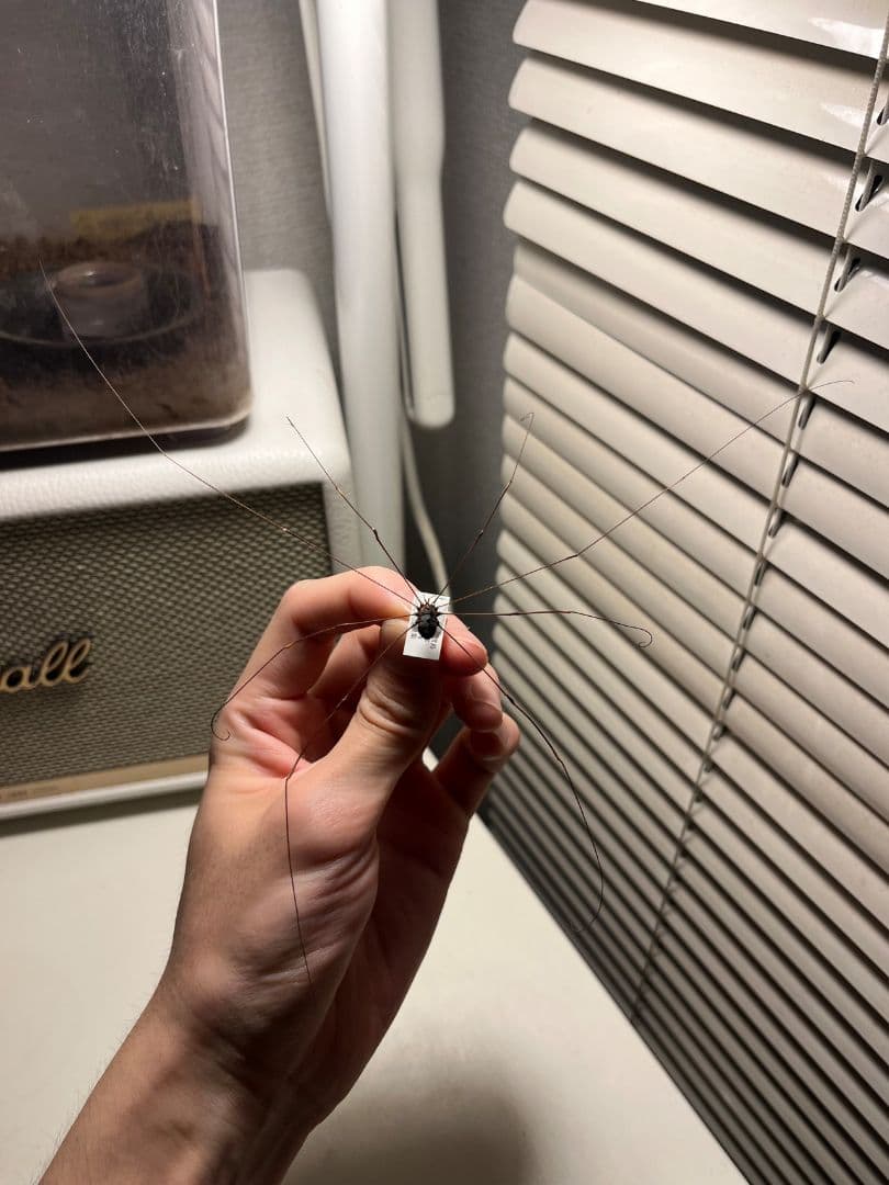 【珍標本】ヤエヤマスベザトウムシ 昆虫標本 スパイダーマンティス