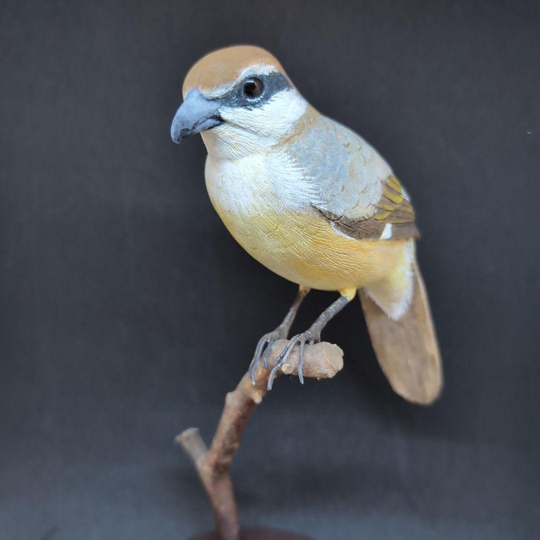 リアルな木製の野鳥　「モズ」　 木彫りの野鳥　バードカービング　野鳥彫刻