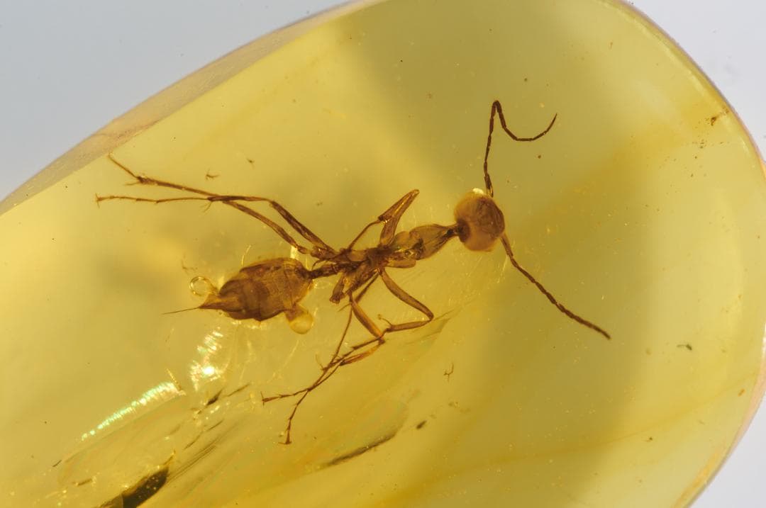 レア極上品 PA0007虫入り琥珀化石　ミャンマーカムティかタナイ9900万年前