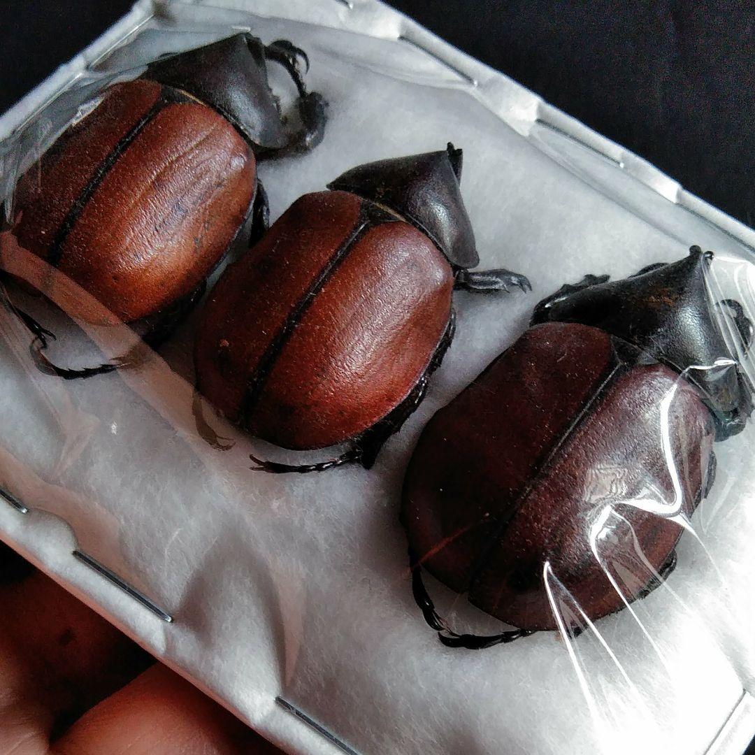 昆虫　標本　カブトムシ　３個体　南米ペルー