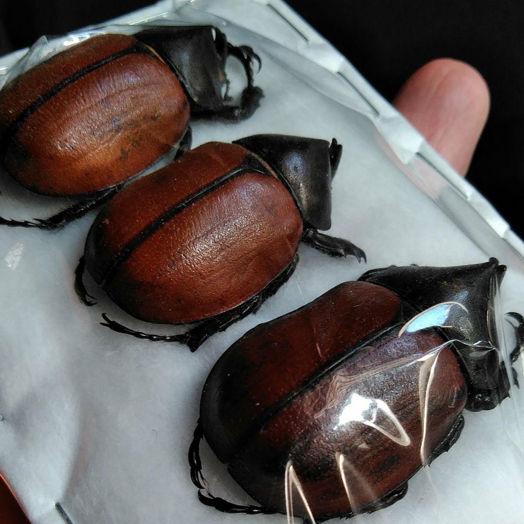 昆虫　標本　カブトムシ　３個体　南米ペルー