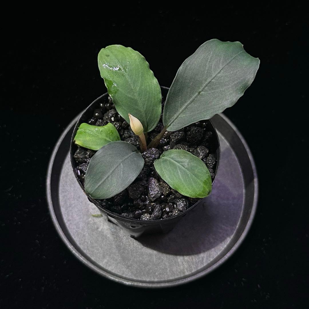 ブセファランドラsp.パールグレイ【TB便】