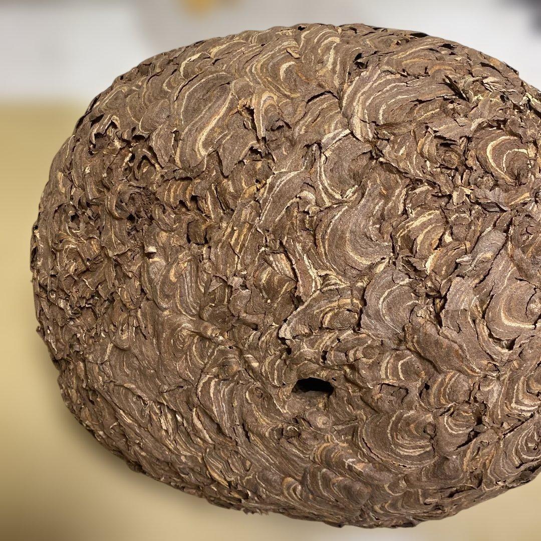 雀蜂の巣 スズメバチ ガラスケース　ハチの巣 オルゴール付きの木箱