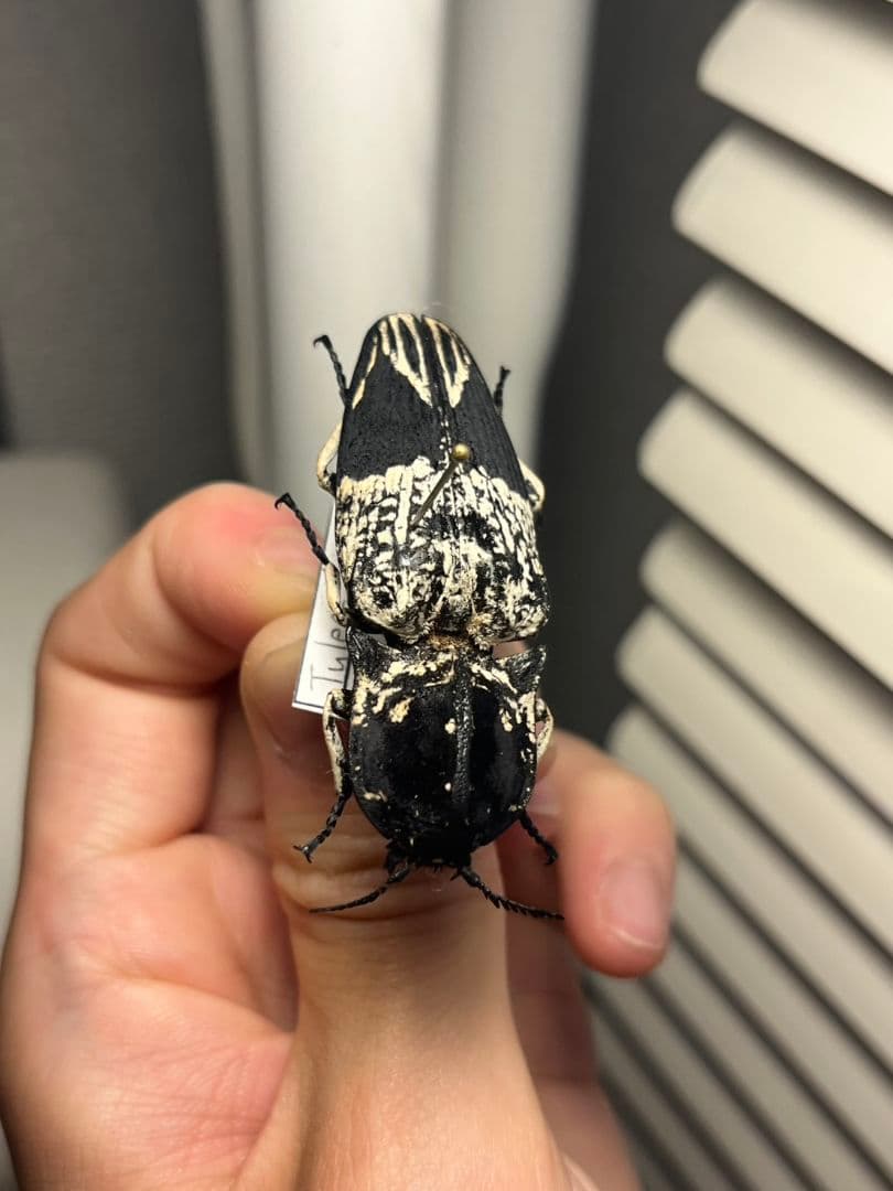 【特大極美】Lycus sp.コメツキムシ 52mmコガネムシゾウムシ昆虫標本