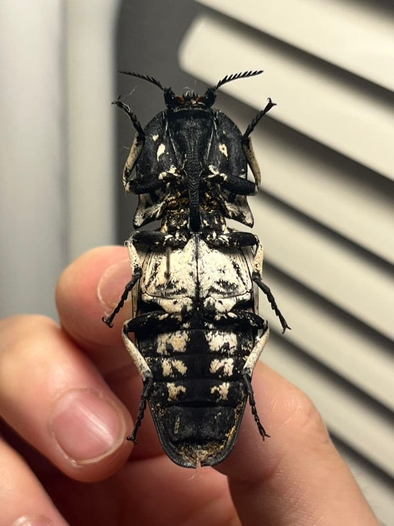 【特大極美】Lycus sp.コメツキムシ 52mmコガネムシゾウムシ昆虫標本