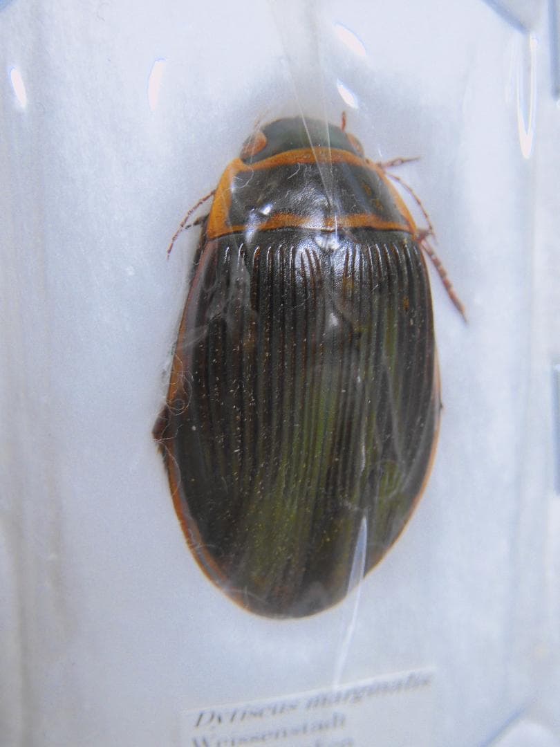 標本 Germany Dyisus margimalis 31mm