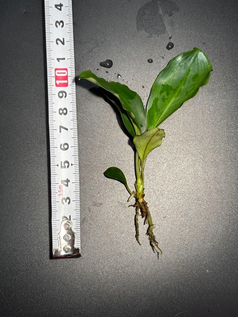 【かずちん様　ご検討用】