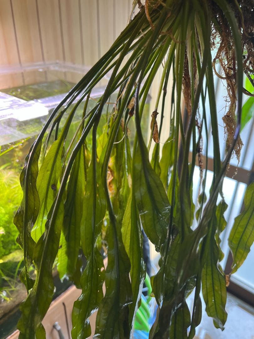 エキノドルススーパーレッド　大株　一株