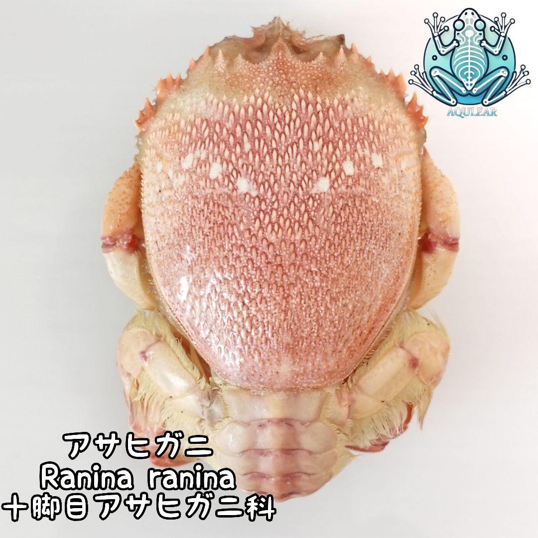 極希少【1点物】アサヒガニ② 乾燥・色彩保存標本 除肉処理済 全長約12cm