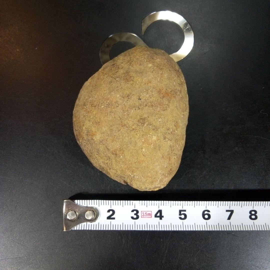 三葉虫　化石　fossil　ボリビア　trilobite　海生動物　三葉虫識別⑦