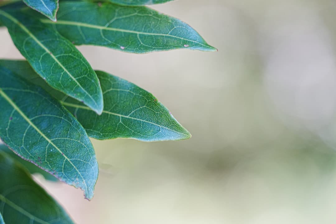 α1検証済｜Tamron 28-200mm F2.8 実写 家族旅行の失敗ゼロ