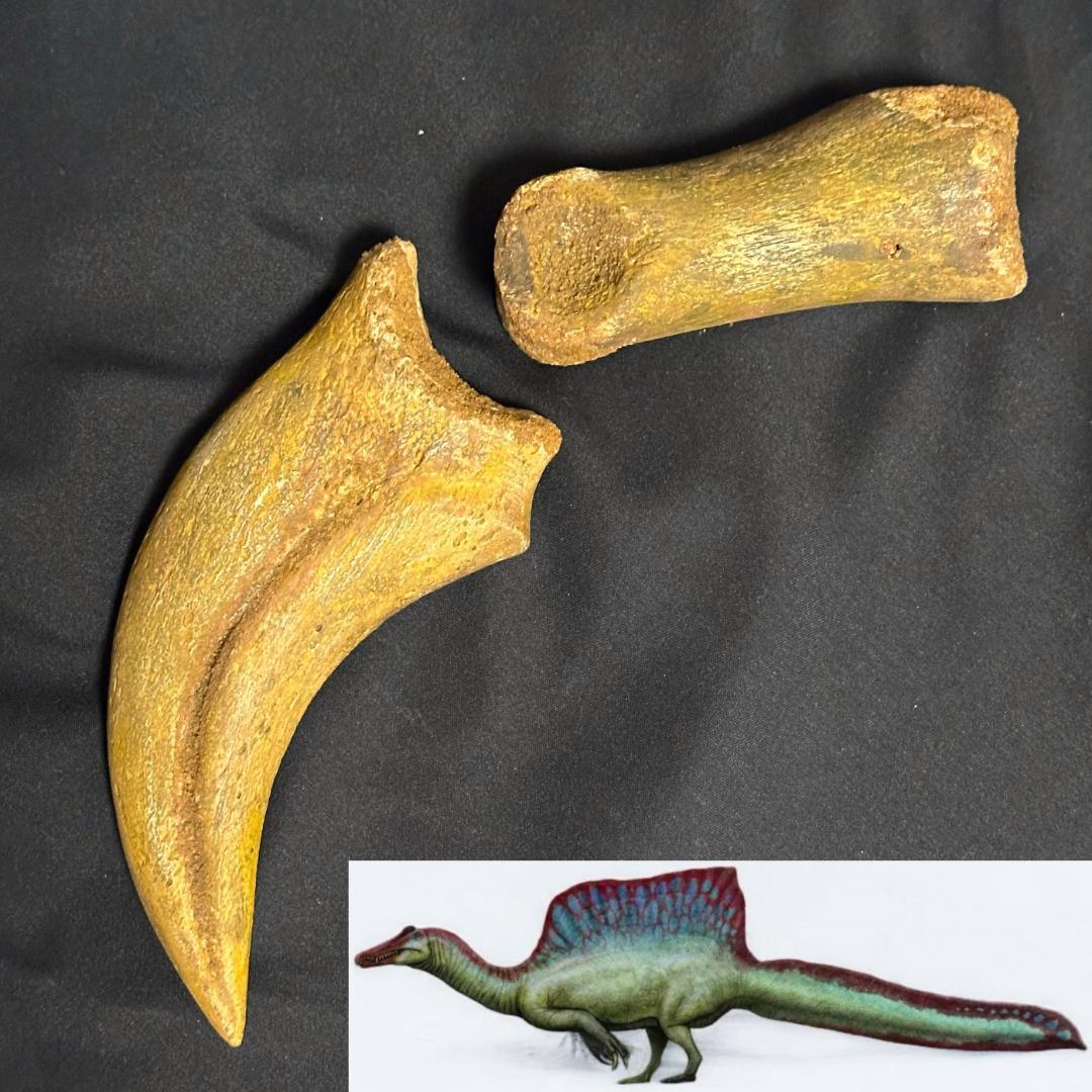 スピノサウルス ハンドクロウ かぎ爪 関節 化石 肉食恐竜 獣脚類 1337①
