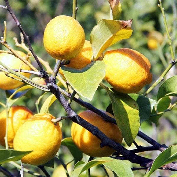 自然栽培レモン果汁(200ml)Ｘ７本★丸ごと搾った★無添加★無肥料・無農薬★