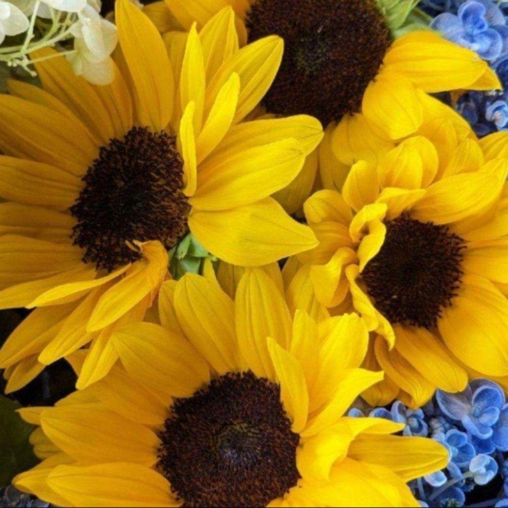 【限定】ちびよた