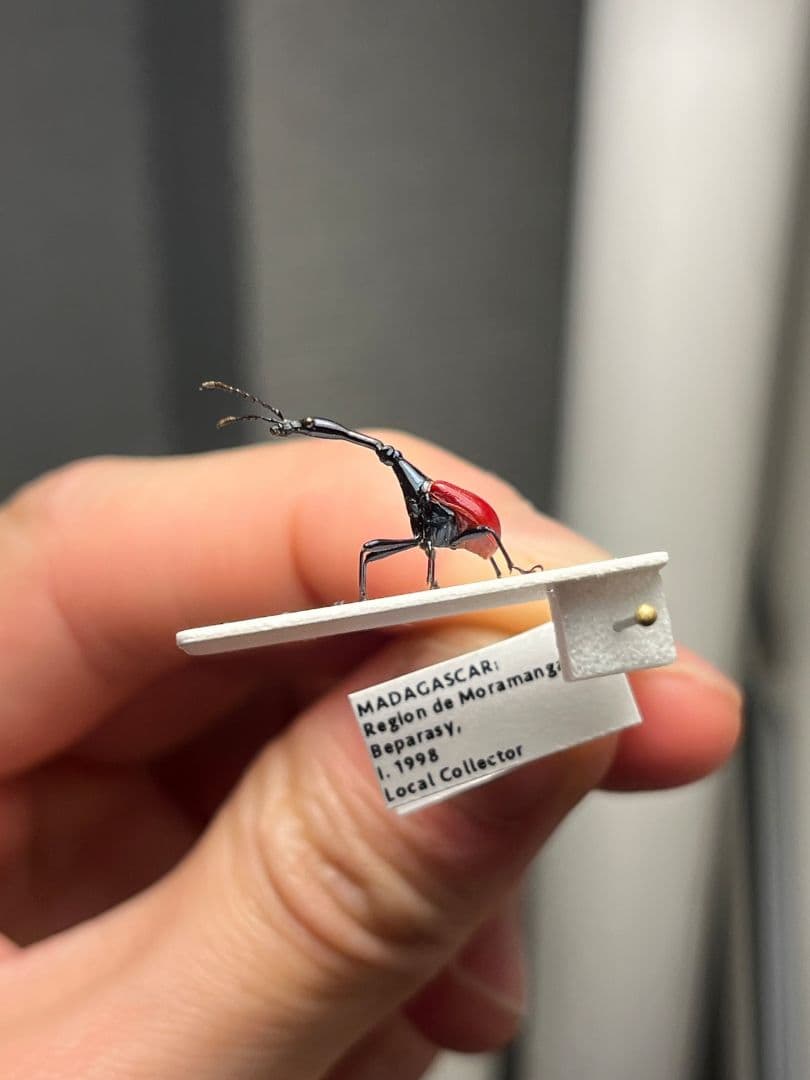 【極美展足】キリンクビナガオトシブミ 立体標本 福井敬貴作品 ハンミョウゾウムシ
