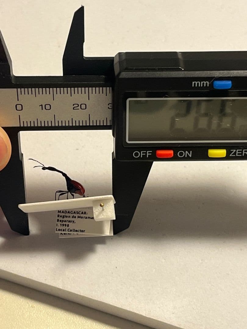 【極美展足】キリンクビナガオトシブミ 立体標本 福井敬貴作品 ハンミョウゾウムシ