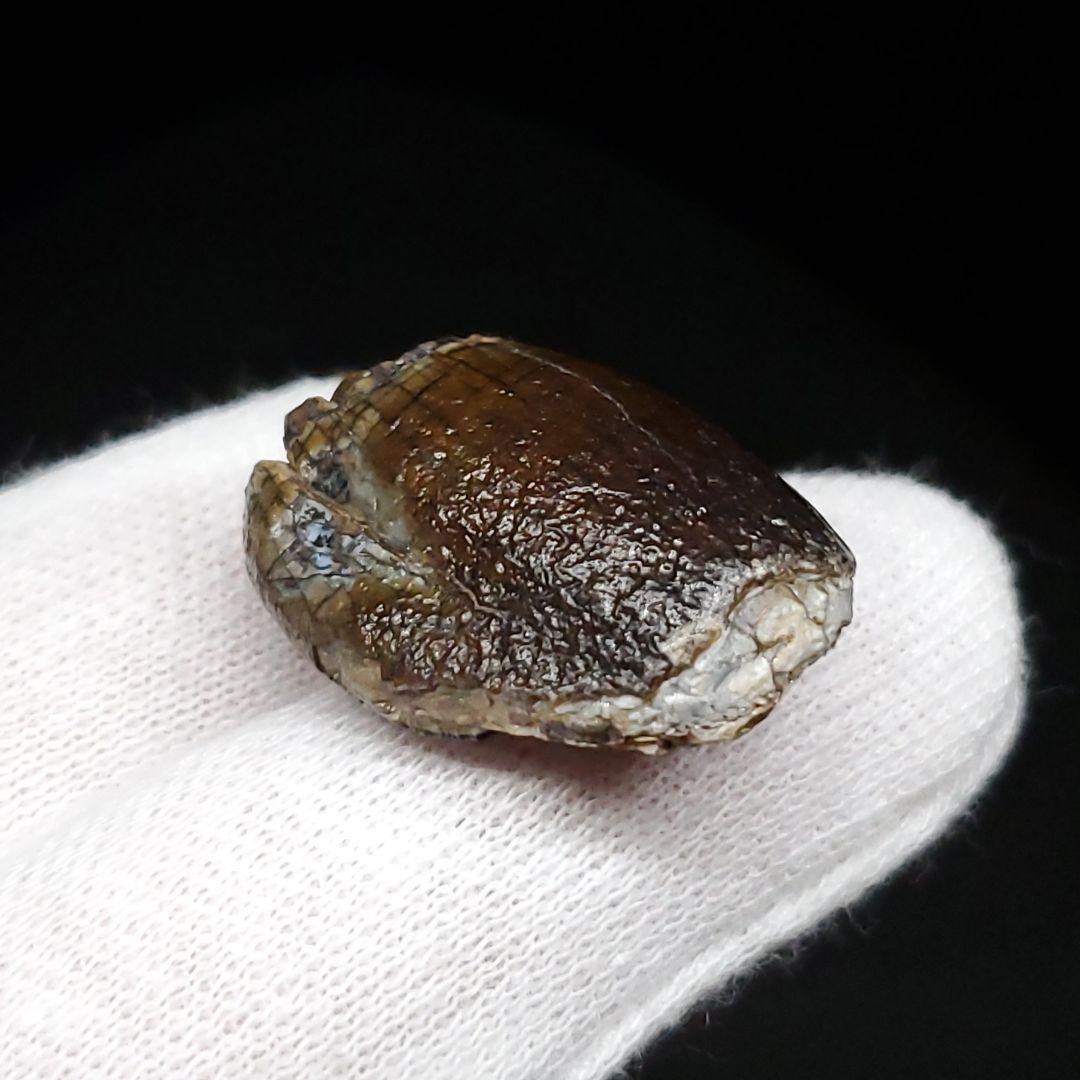 極上 ジョバリア 歯 化石 本物 ニジェール産 25.65mm fr105