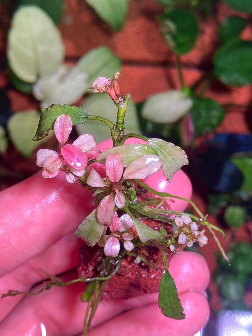 M*r様 ブセファランドラｓｐ. ピンクバリエガータ斑入り　群生株