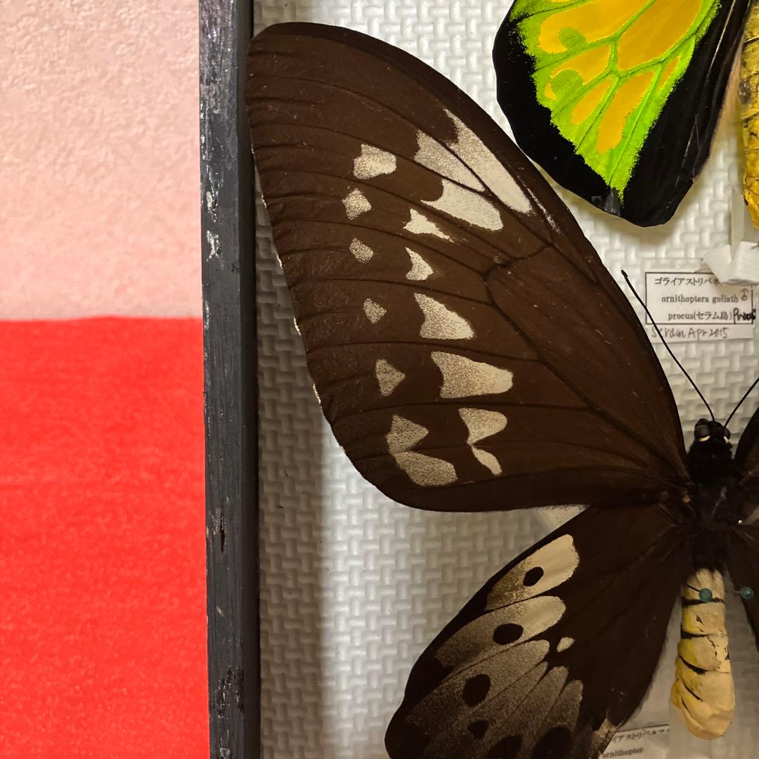 大型ゴライアスアゲハ♂♀