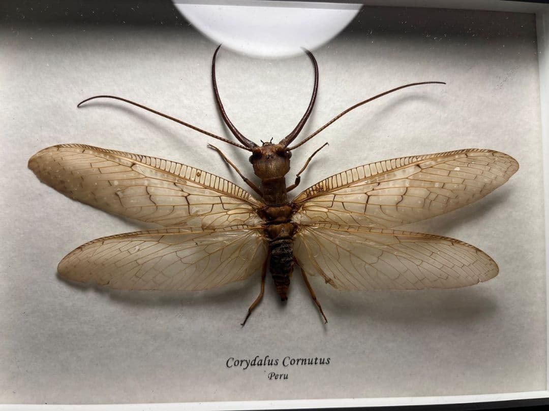 【顎特大】オオアゴヘビトンボ ペルー産 奇蟲 タランチュラ ムカデ 標本