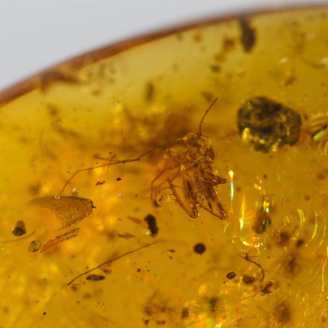 レア極上品TT0033花虫入り琥珀化石ミャンマーカムティかタナイ産9900万年前